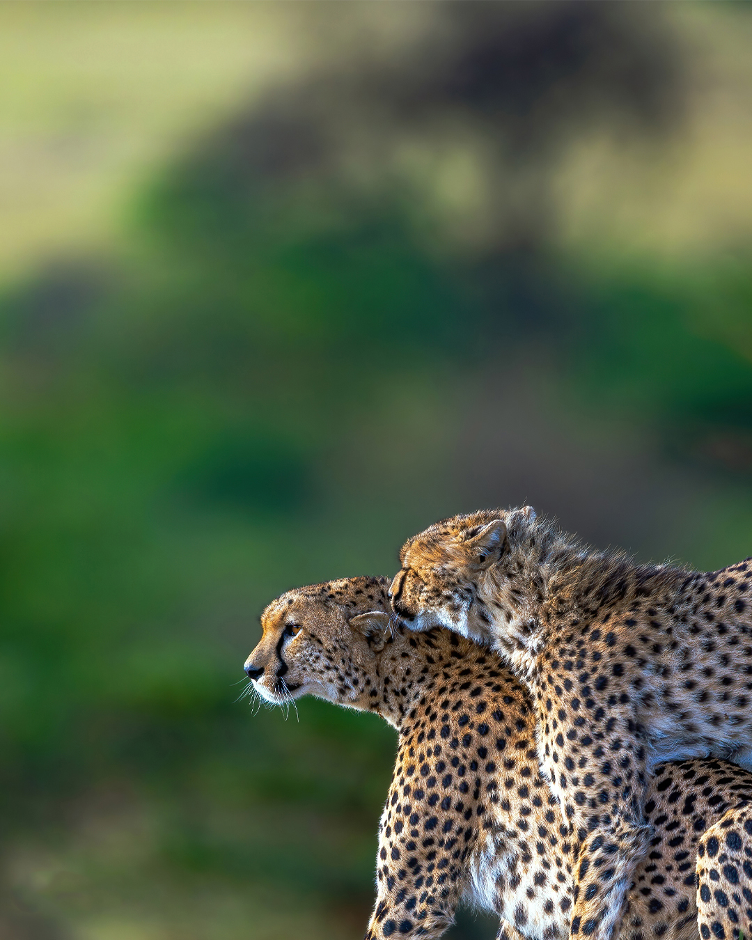 Two cheetahs resting together against a softly blurred green background.