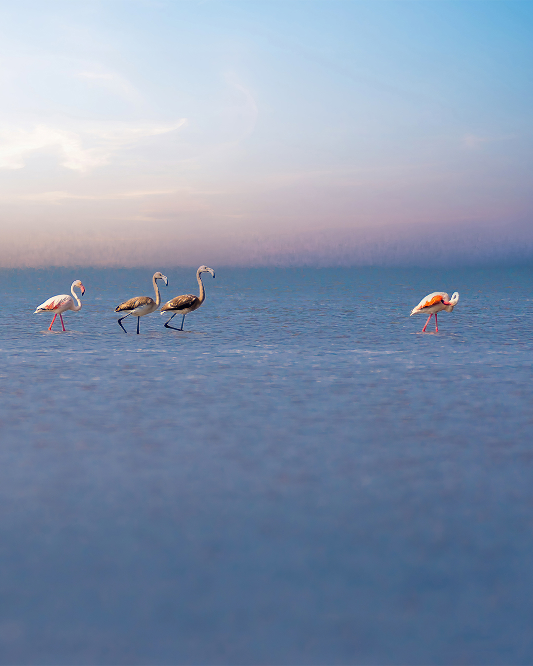 Four flamingos wading through blue water beneath a pale sky.